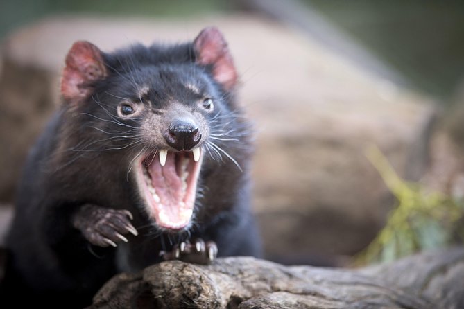 Port Arthur, Richmond and Tassie Devils Active Tour From Hobart - Itinerary Details