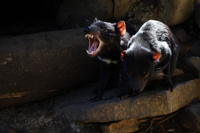 Port Arthur, Richmond and Tassie Devils Active Tour From Hobart - Lunch Options at Port Arthur