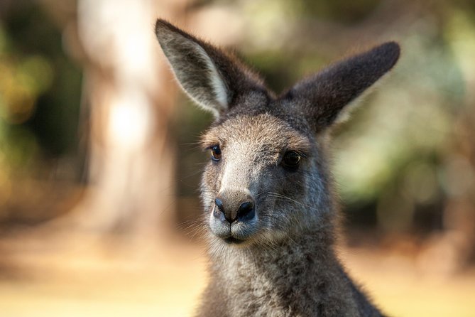 Port Arthur, Richmond and Tassie Devils Active Tour From Hobart - Tour Booking and Availability