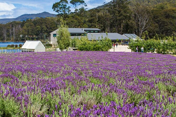 Port Arthur Shuttle and Tasman Sights Tour - Group Size