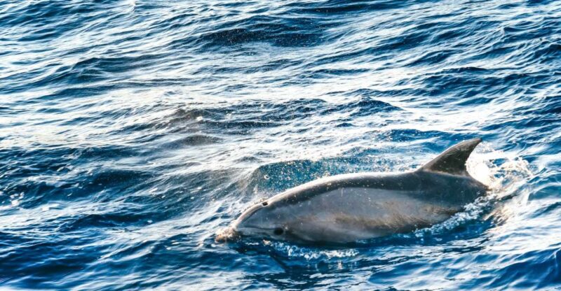 Port Dalcudia: Sunrise at Sea & Dolphin Watching Boat Tour - Highlights of the Tour