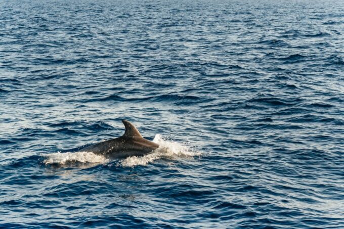 Port Dalcudia: Sunrise at Sea & Dolphin Watching Boat Tour - Clothing and Packing Recommendations