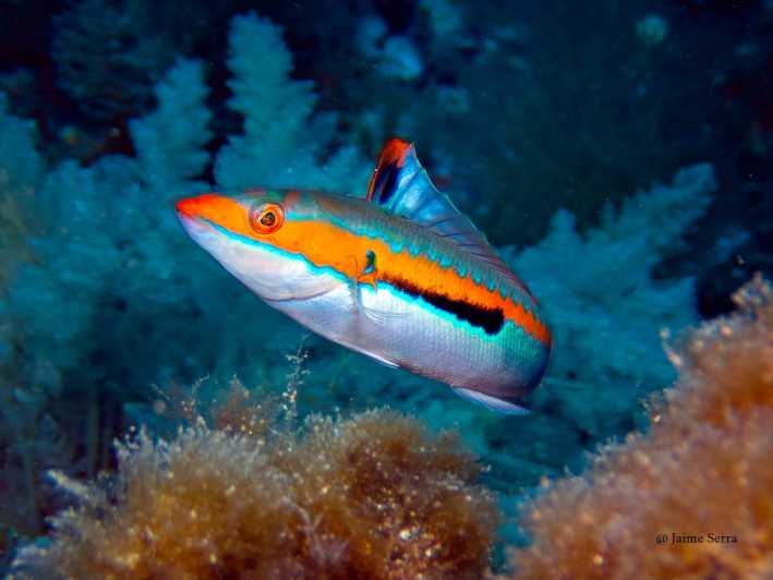 Port De Sóller: Snorkeling Tour With Professional Guide - Key Points