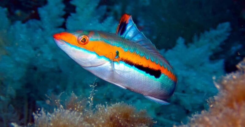 Port De Sóller: Snorkeling Tour With Professional Guide - Key Points