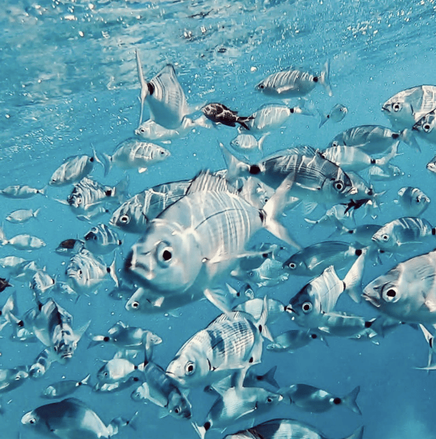 Port De Sóller: Snorkeling Tour With Professional Guide - Whats Included in the Tour