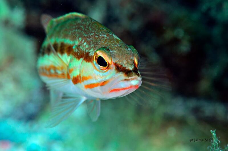 Port De Sóller: Snorkeling Tour With Professional Guide - Booking Information and Pricing