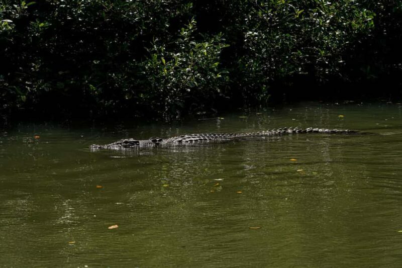 Port Douglas: Afternoon Daintree Tour w/ Wildlife Cruise - Practical Tips for Participants