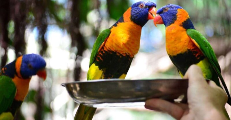 Port Douglas: Breakfast With the Birds - Key Points