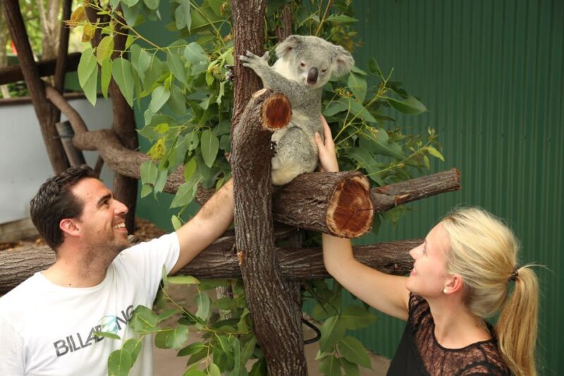 Port Douglas: Breakfast With the Birds - Dining Experiences