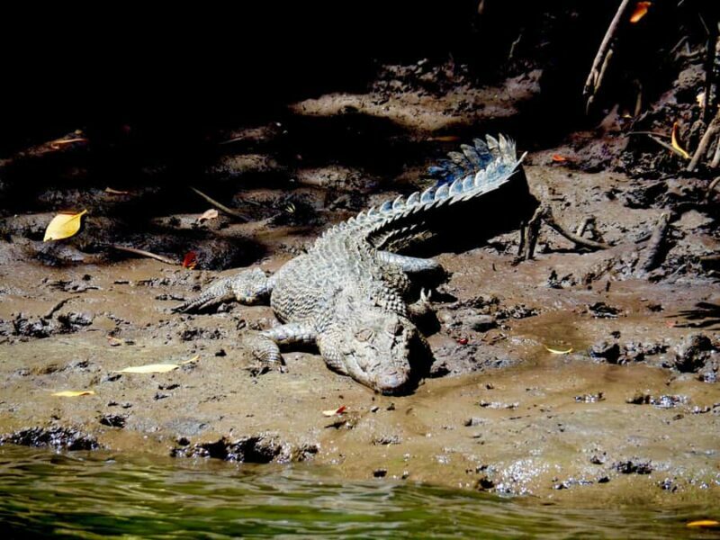 Port Douglas: Daintree Rainforest and Cape Tribulation Tour - An Overview of the Daintree Rainforest and Cape Tribulation Tour