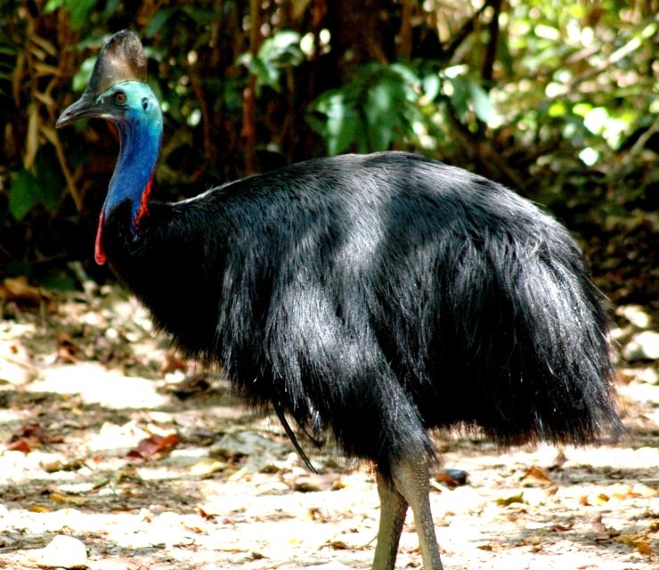 Port Douglas: Daintree Rainforest and Mossman Gorge Tour - Key Highlights