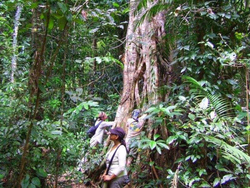 Port Douglas: Daintree Rainforest and Mossman Gorge Tour - Inclusions