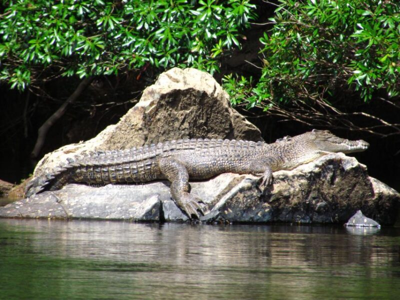 Port Douglas: Daintree Rainforest and Mossman Gorge Tour - Not Suitable For