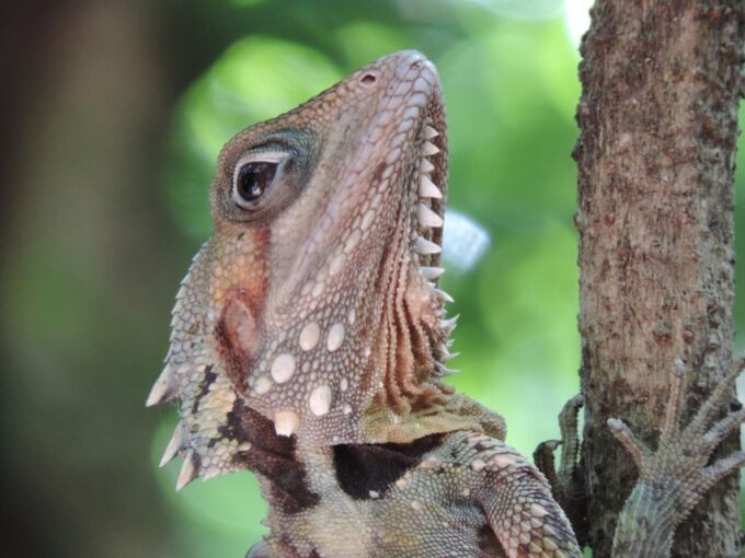 Port Douglas: Daintree Rainforest and Mossman Gorge Tour - Enjoying Daintree Experiences