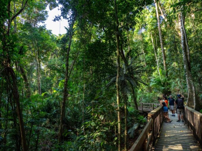 Port Douglas: Daintree Rainforest and Mossman Gorge Tour - Morning Tea and Lunch