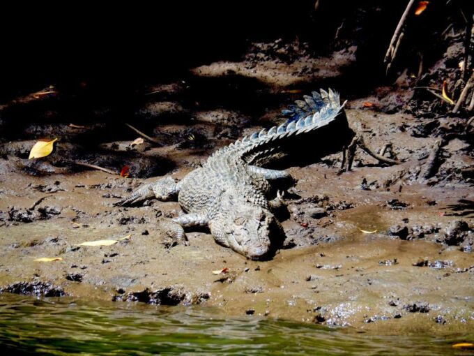 Port Douglas: Daintree Rainforest and Mossman Gorge Tour - Tour Inclusions