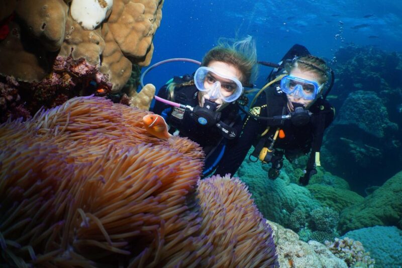 Port Douglas: Full-Day Outer Barrier Reef Dive and Snorkel - Snorkeling and Diving Activities