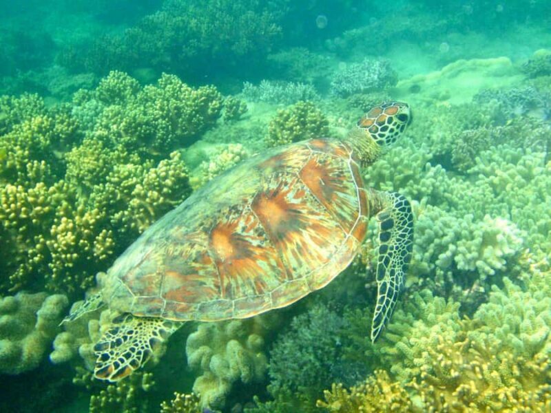 Port Douglas: Half-Day Low Island and Lagoon Snorkeling Tour - Exploring the Port Douglas: Half-Day Low Island and Lagoon Snorkeling Tour