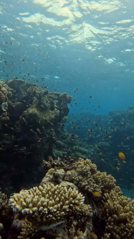 Port Douglas: Half Day Outer Reef Snorkelling Tour - The Experience and Atmosphere