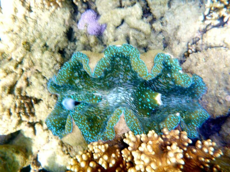 Port Douglas: Half Day Outer Reef Snorkelling Tour - FAQ