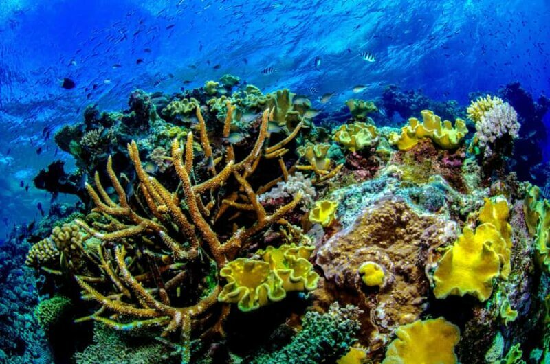 Port Douglas: Just 12 Passengers Guided Snorkel Reef Cruise - An Honest Look at the Experience