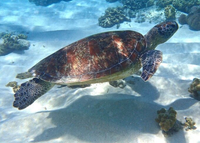 Port Douglas: Low Isles Afternoon Cruise on Luxury Catamaran - Inclusions and Amenities