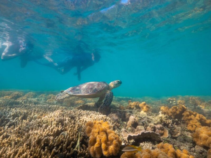 Port Douglas: Low Isles Glass Bottom Boat & Snorkeling Tour - Observing Local Wildlife