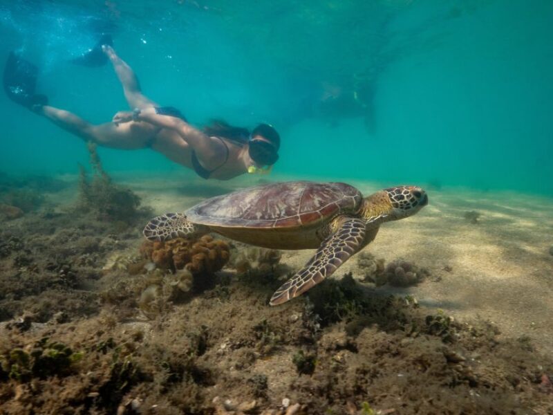 Port Douglas: Low Isles Glass Bottom Boat & Snorkeling Tour - Tour Duration and Cancellation
