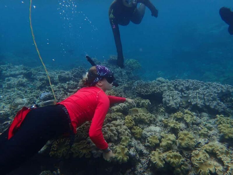 Port Douglas: Outer Great Barrier Reef Snorkeling Cruise - Key Points