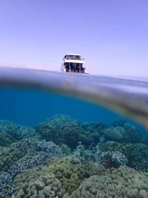 Port Douglas: Outer Great Barrier Reef Snorkeling Cruise - Authentic Experiences from Travelers