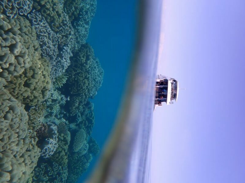 Port Douglas: Outer Great Barrier Reef Snorkeling Cruise - The Bottom Line: Who Should Book This Tour?