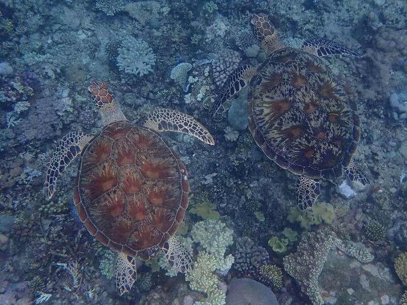 Port Douglas: Outer Great Barrier Reef Snorkeling Cruise - Frequently Asked Questions