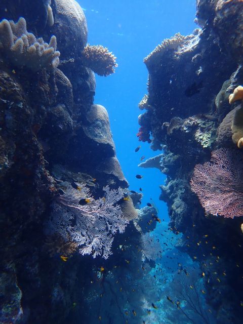 Port Douglas: Outer Great Barrier Reef Snorkeling Cruise - Reef Exploration Sites