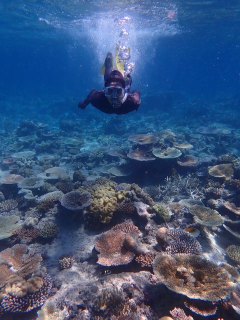 Port Douglas: Outer Great Barrier Reef Snorkeling Cruise - Guided Snorkel Tours