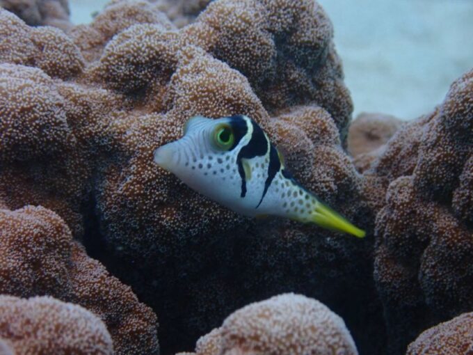 Port Douglas: Outer Great Barrier Reef Snorkeling Cruise - Included Amenities