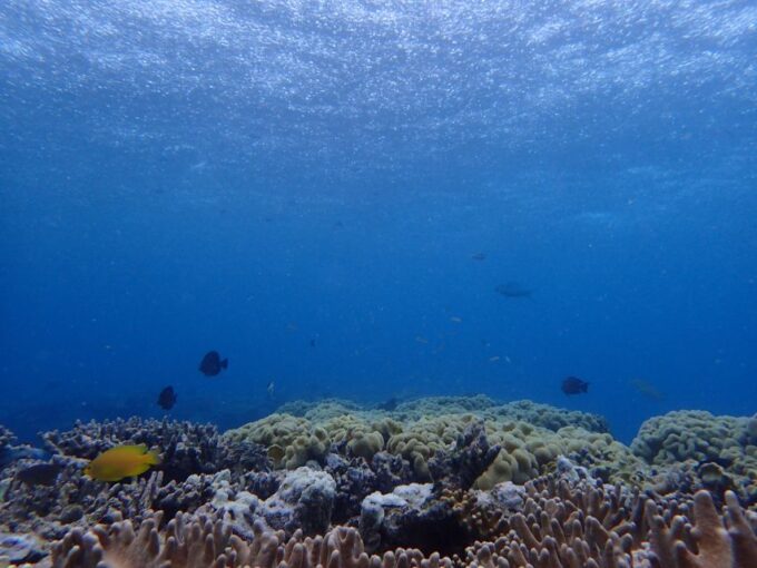 Port Douglas: Outer Great Barrier Reef Snorkeling Cruise - Meeting Point and Parking