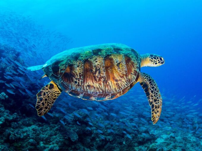 Port Douglas: Outer Reef Full-Day Snorkeling Tour - Learn About Reef Habitats