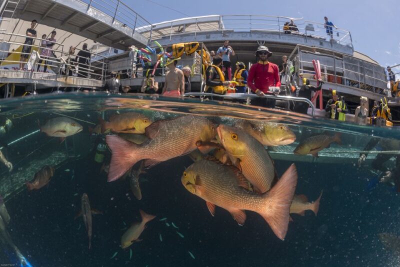 Port Douglas: Quicksilver Outer Barrier Reef Full-Day Cruise - Included Features and Amenities
