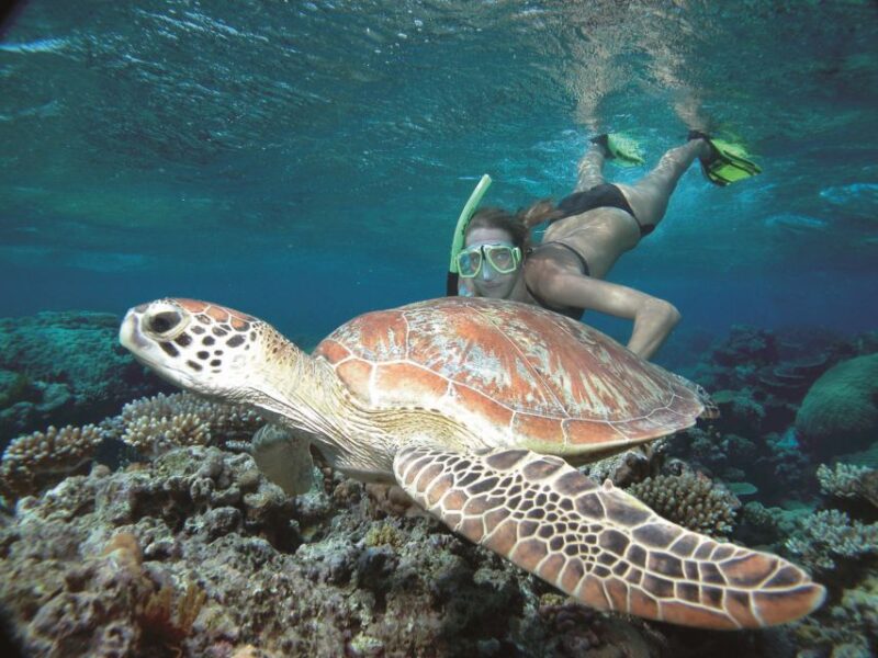 Port Douglas: Reef & Low Isles Cruise on Luxury Catamaran - Exploring the Coral Cay