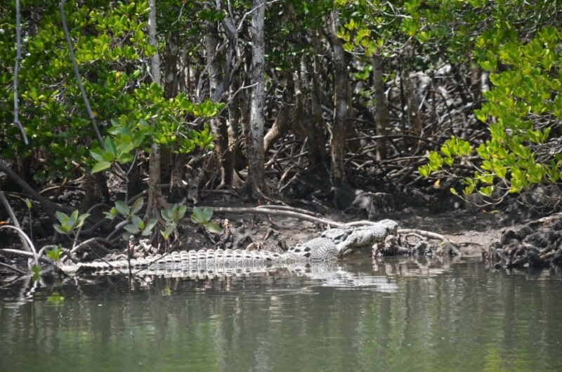 Port Douglas: River Cruise, Crocodile Spotting, Drink/ Snack - Key Points