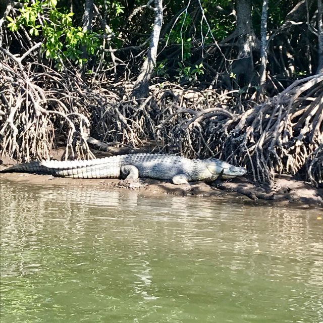 Port Douglas: River Cruise, Crocodile Spotting, Drink/ Snack - Crocodile Spotting Opportunity