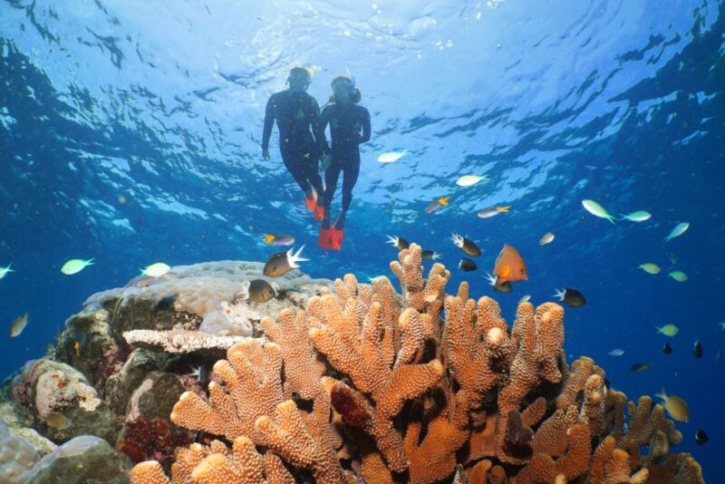 Port Douglas: Silversonic Great Barrier Reef Dive & Snorkel - Included Amenities