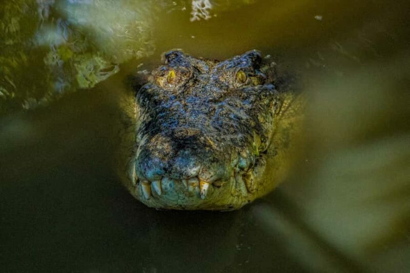 Port Douglas: Wildlife Habitat Croc Feed Experience & Entry - A Deep Dive into the Croc Feed Experience