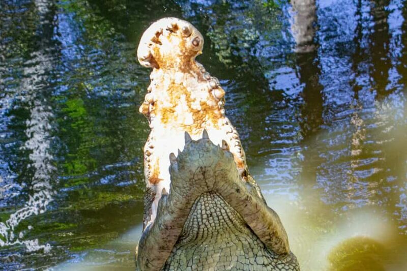 Port Douglas: Wildlife Habitat Croc Feed Experience & Entry - FAQ
