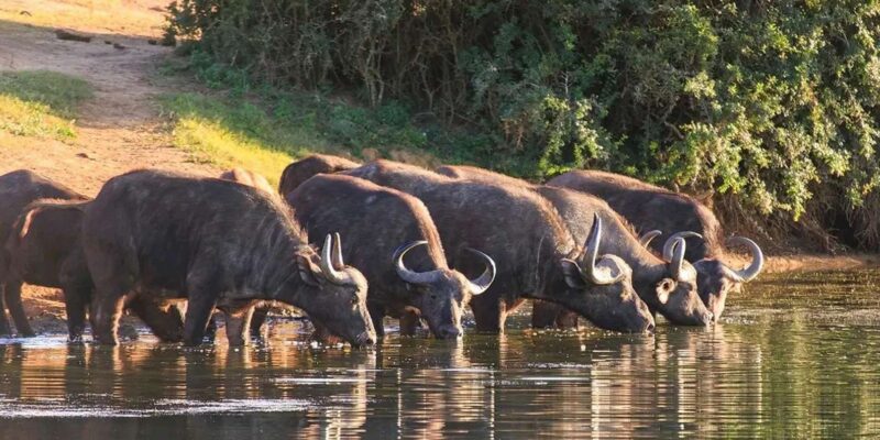 Port Elizabeth: 2-Day Addo Elephant National Park Safari - Key Points