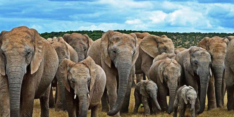 Port Elizabeth: 2-Day Addo Elephant National Park Safari - Itinerary Highlights