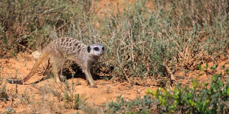 Port Elizabeth: 2-Day Addo Elephant National Park Safari - Safari Experience