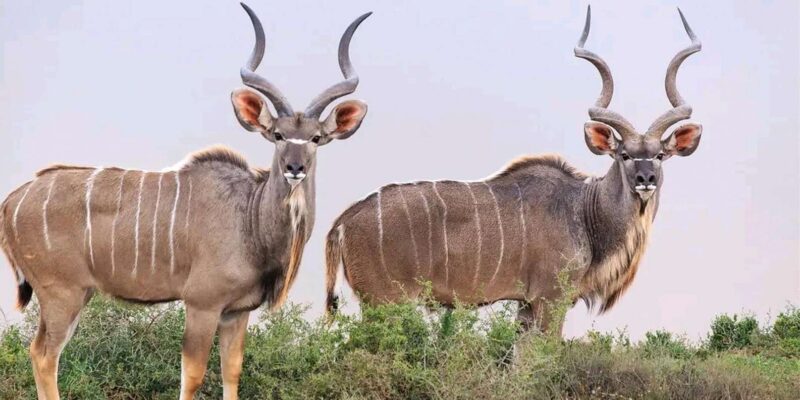 Port Elizabeth: 2-Day Addo Elephant National Park Safari - Important Information