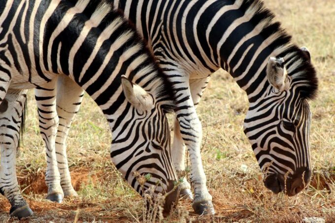 Port Elizabeth: 2-Day Addo Elephant Park Safari - Itinerary and Duration