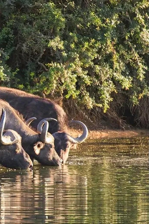 Port Elizabeth: 3-Day Addo Elephant National Park Safari - Itinerary and Experience